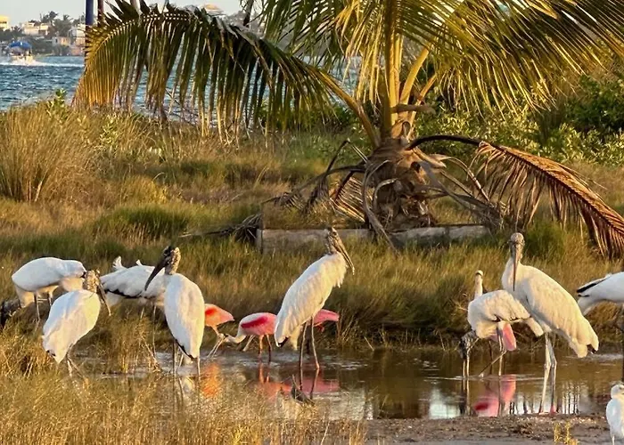 Brahma Blue Unit H2 San Pedro (Ambergris Caye)